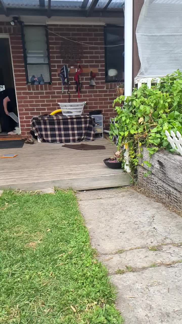@MontyTheLabradoodle