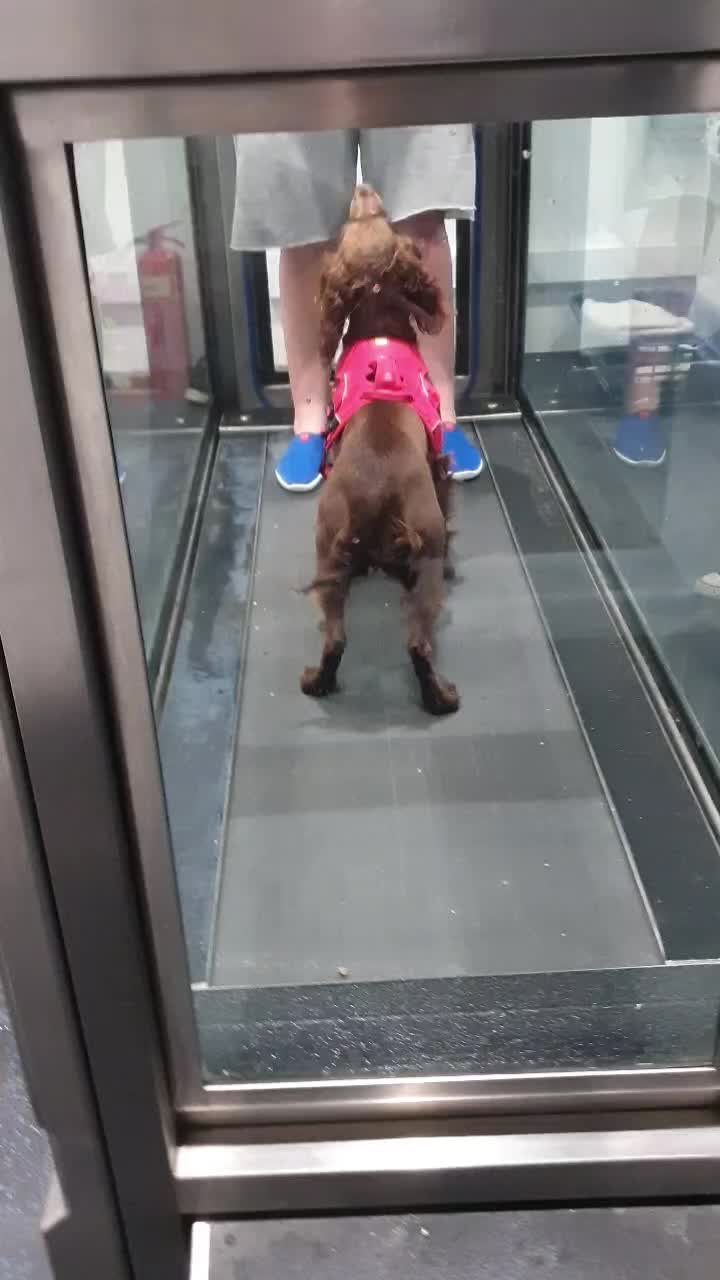 @Simply Animals