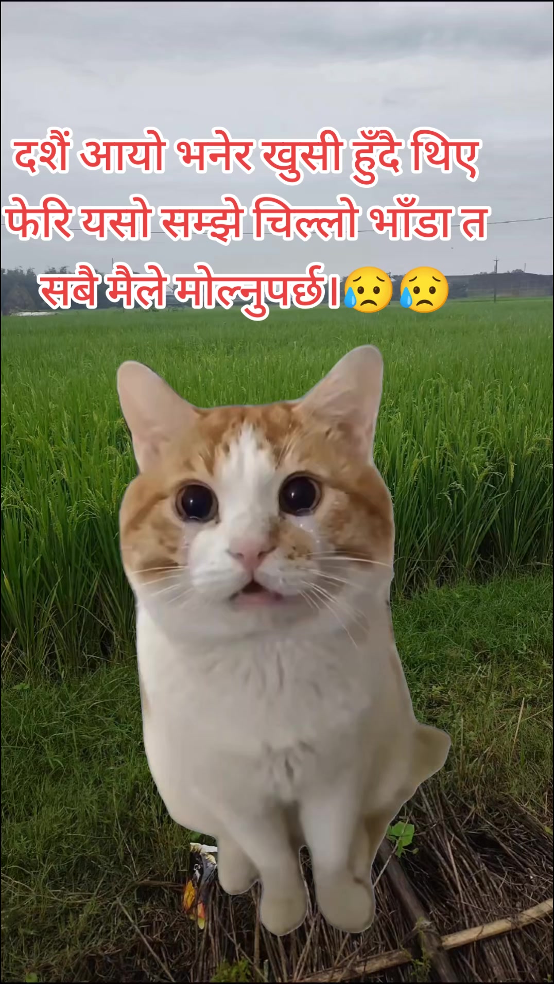 @Himani Basnet