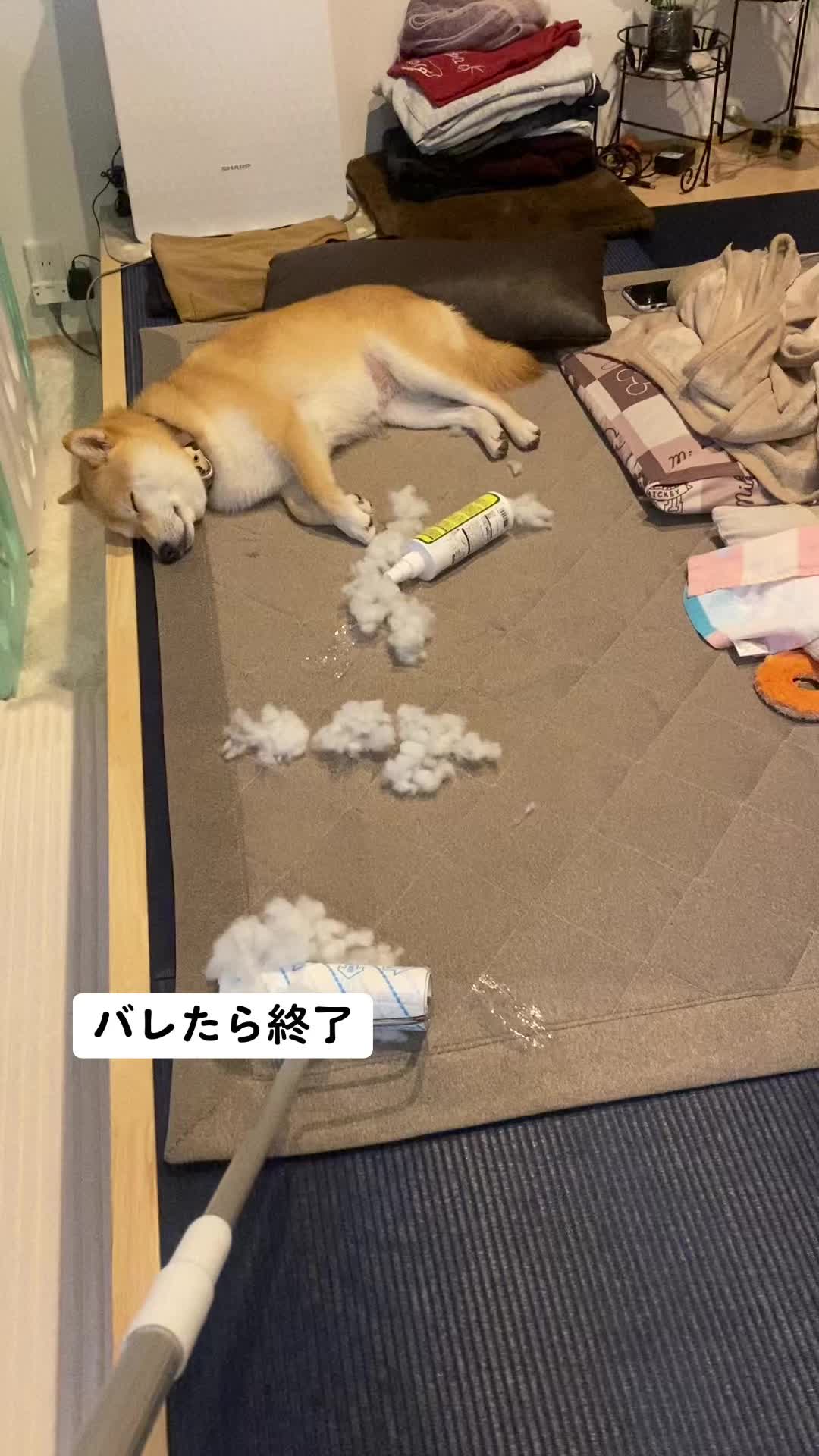 @こむぎといなり