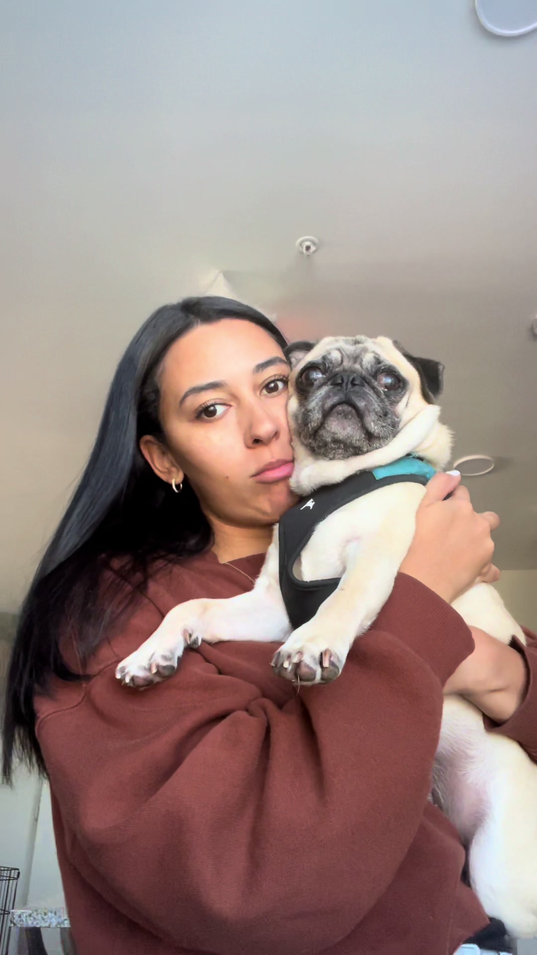 @Rigatoni the Pug