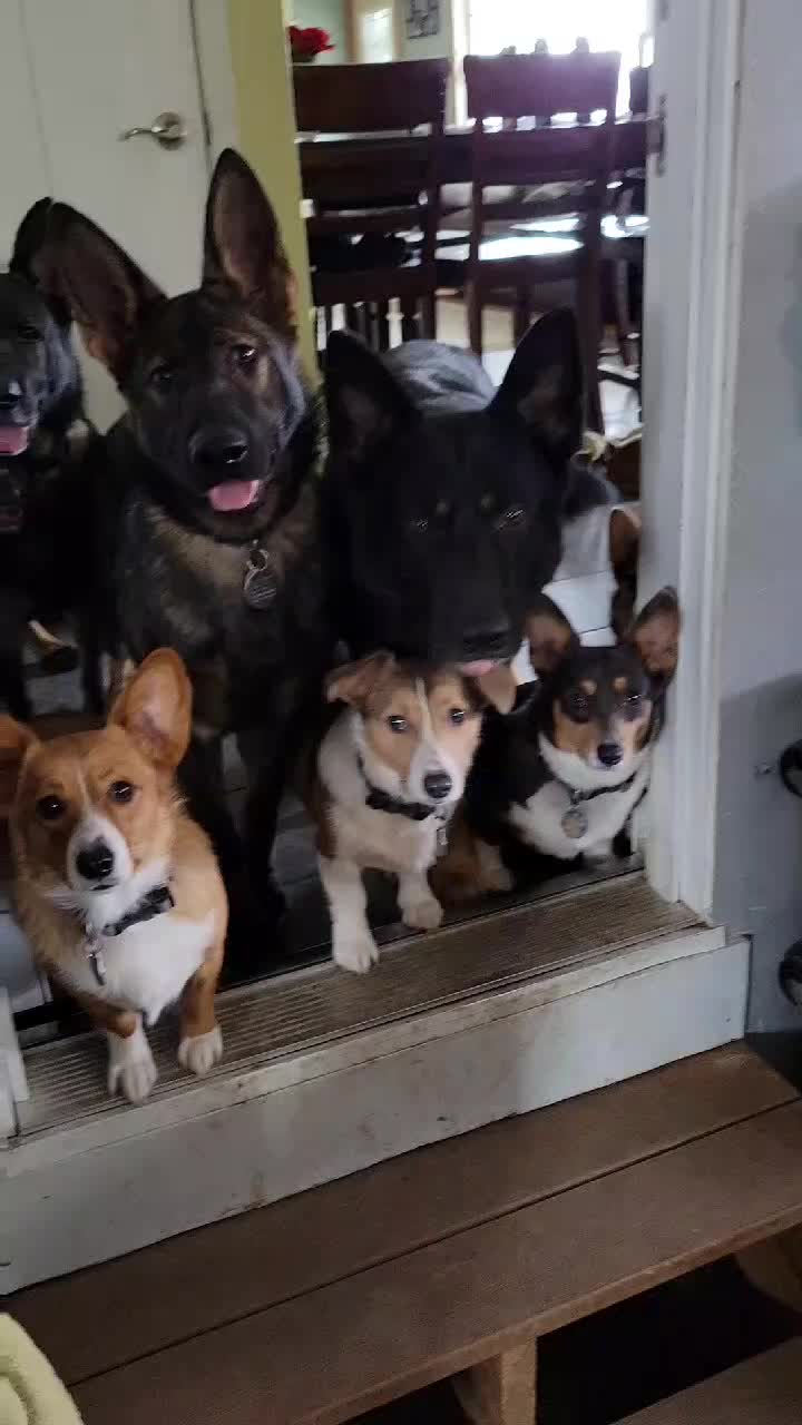 @J&R Shepherds & Corgis