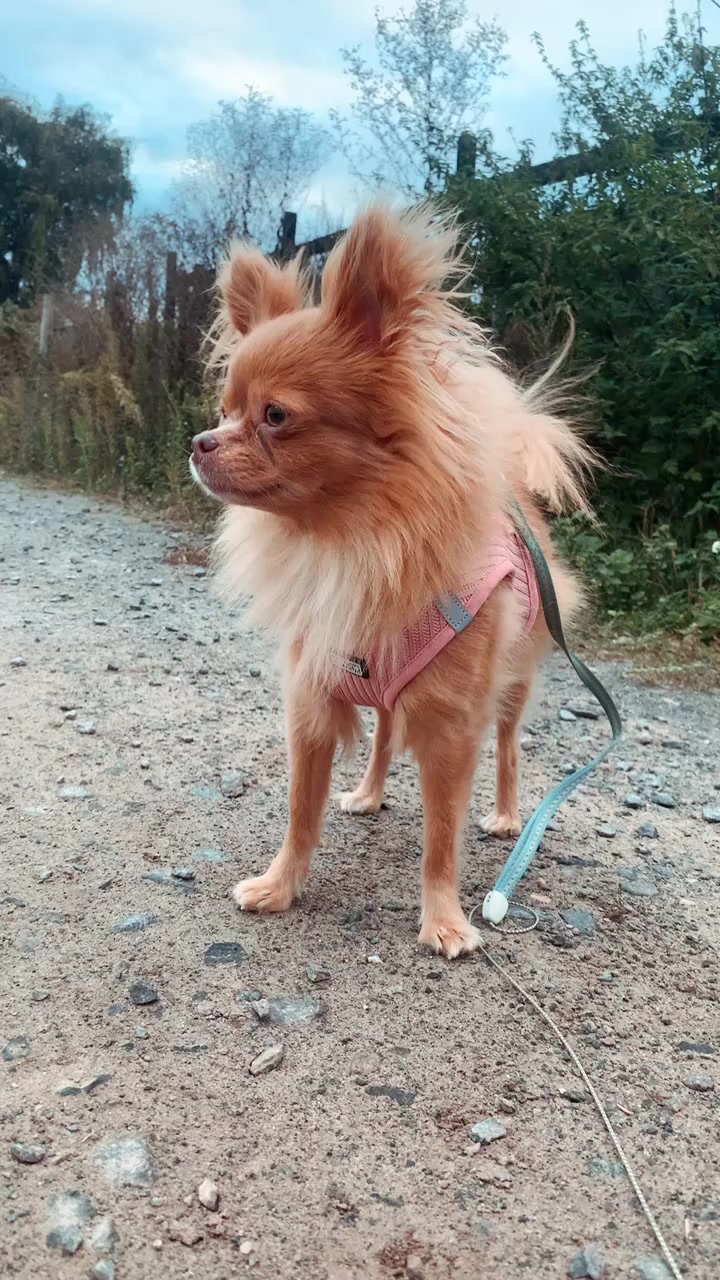 @Lisa💙PhiLLs kleine Nervensäge
