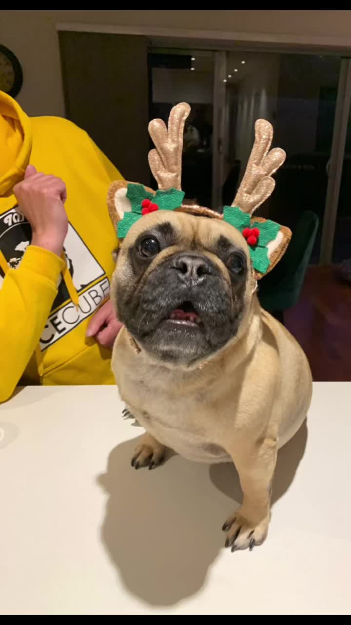 @Miss Lola the Frenchie
