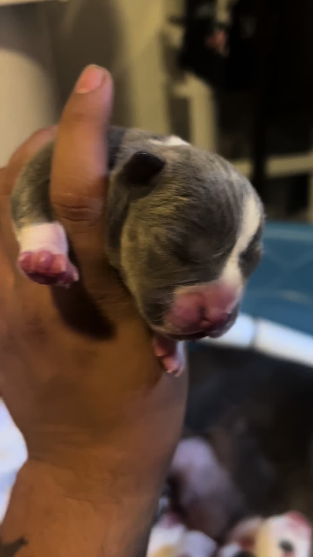 @Grimey Bullys 🐾🦴