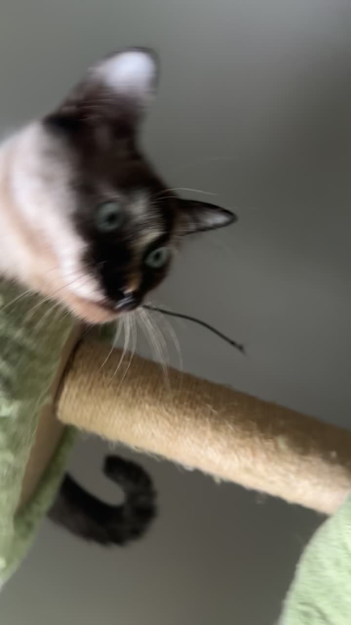 @KittyFam