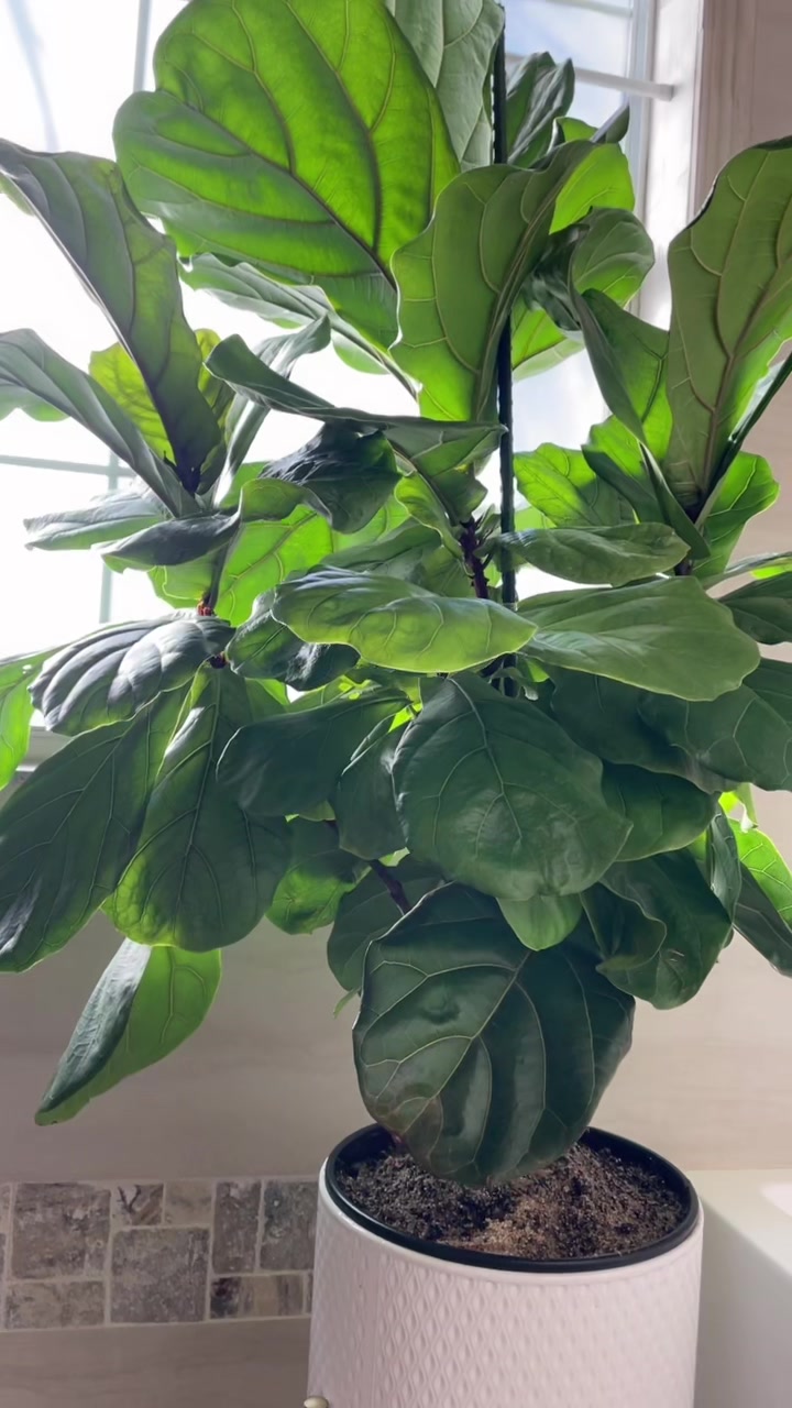 @Monstera Mom