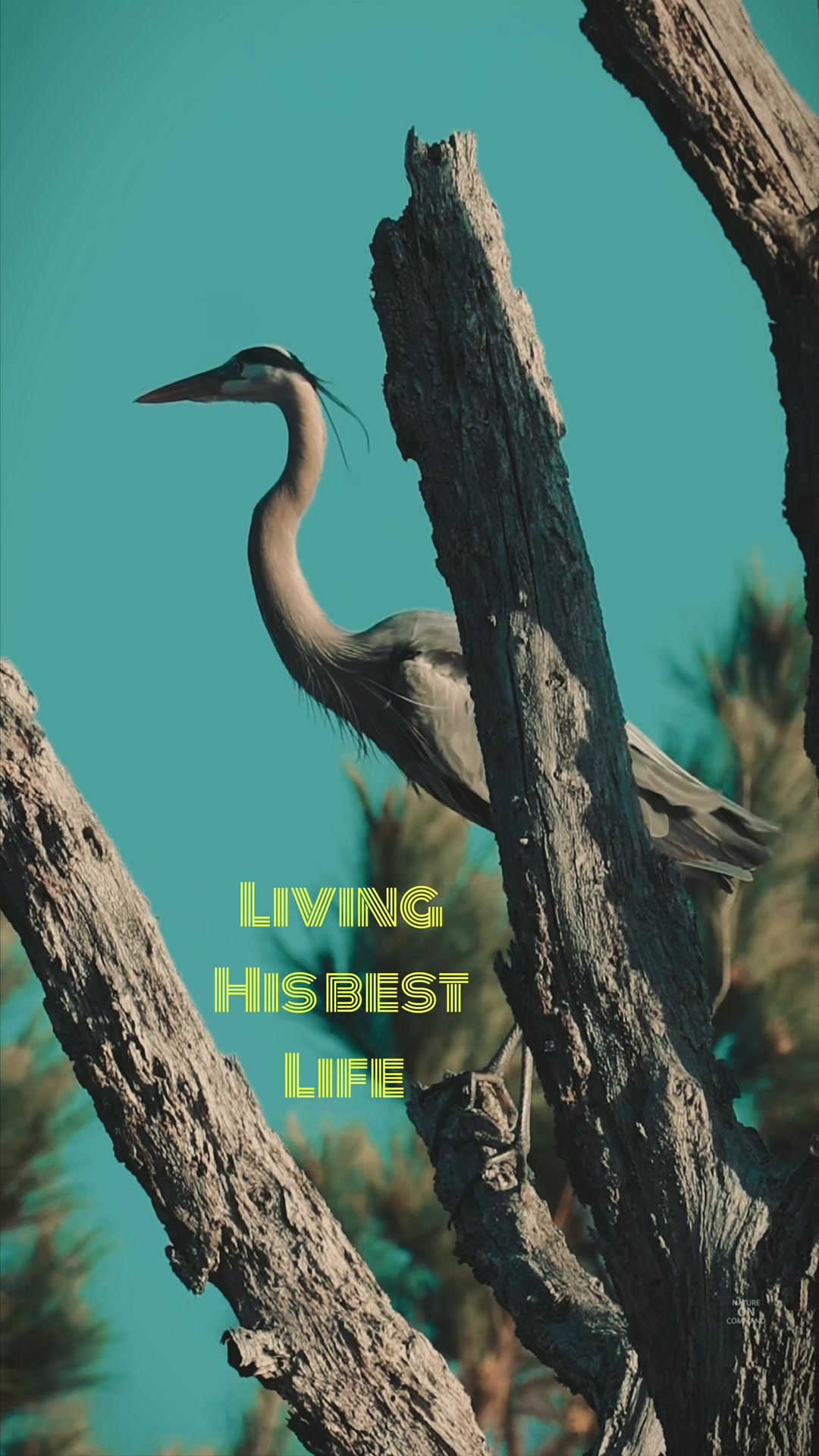 @NATURE ON COMMAND