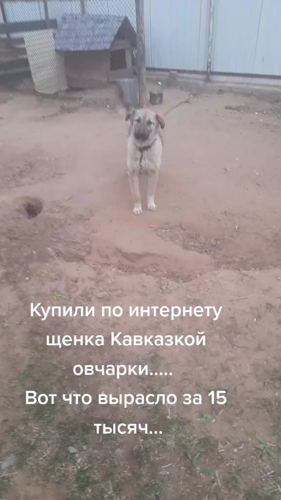 @lylya.1986