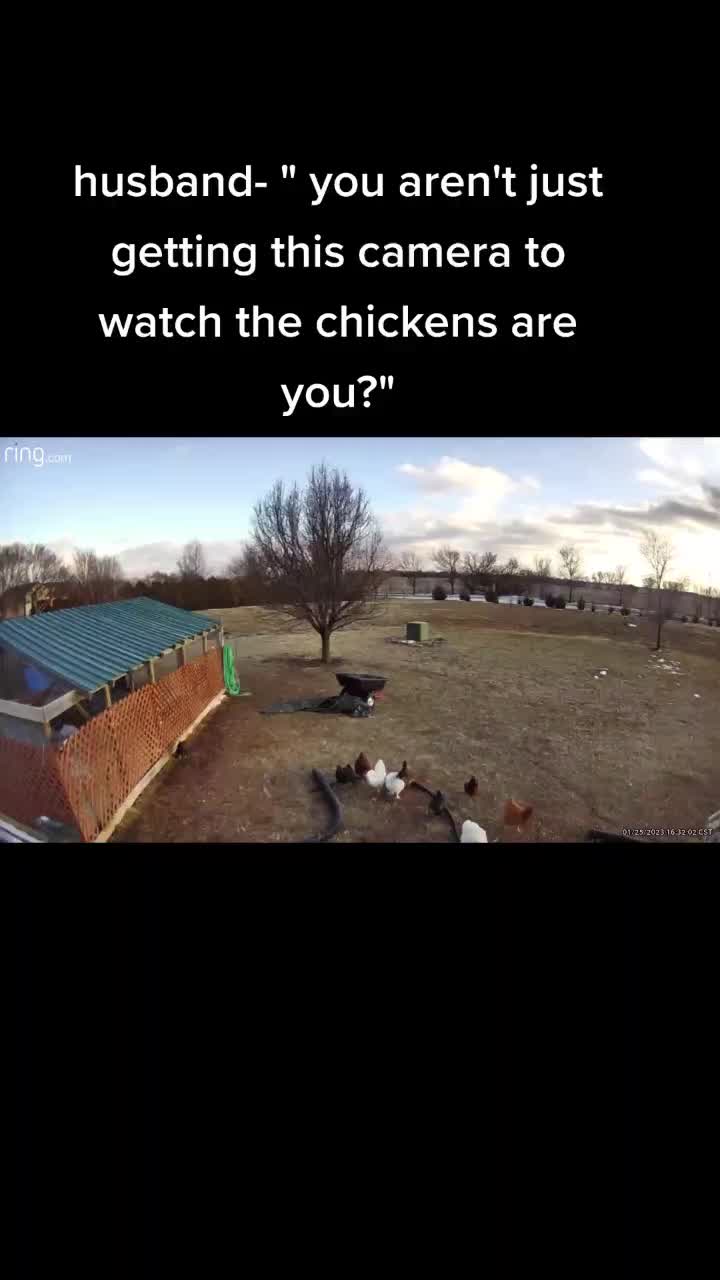 @megz_eggz_chickens
