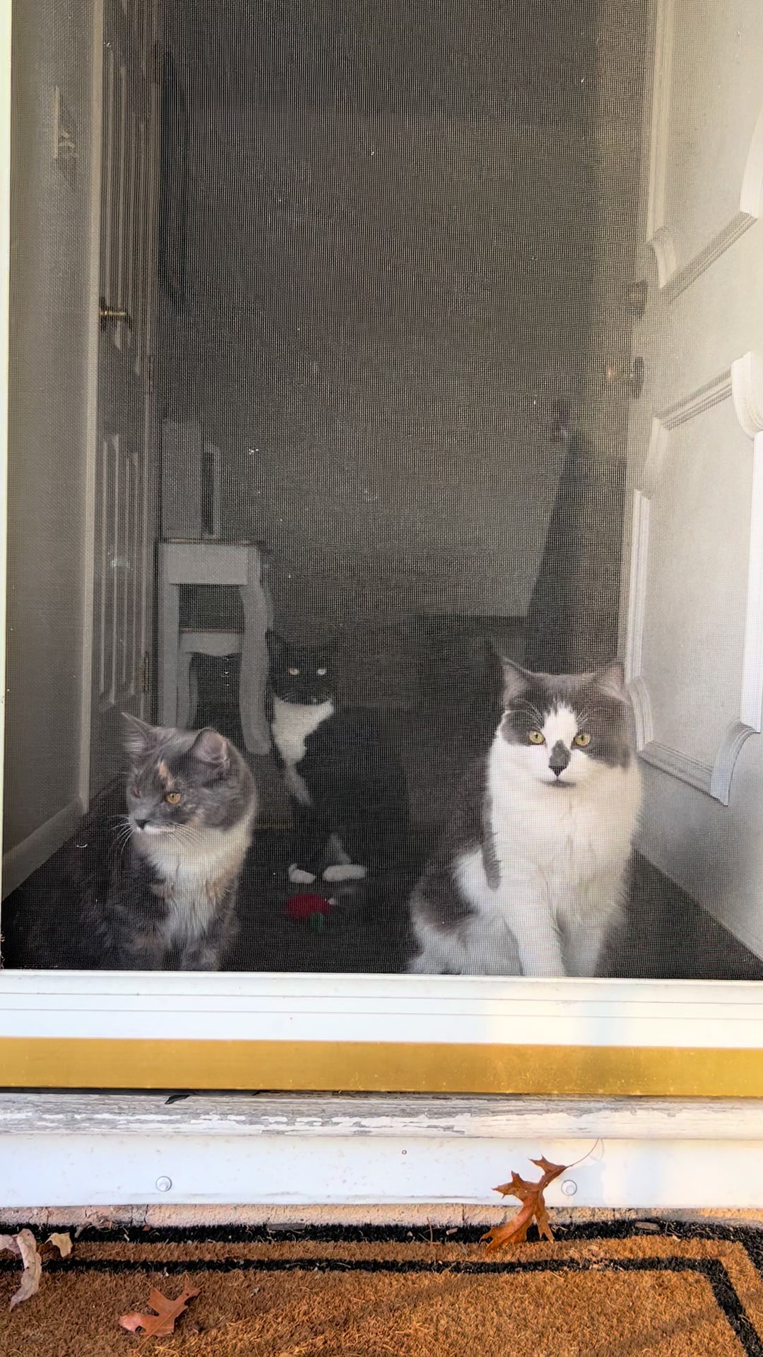 @Monster Poppy Jack