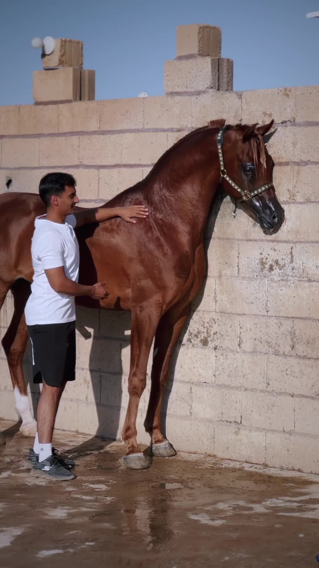 @ثـامر الشـلاش 🐎🤎.