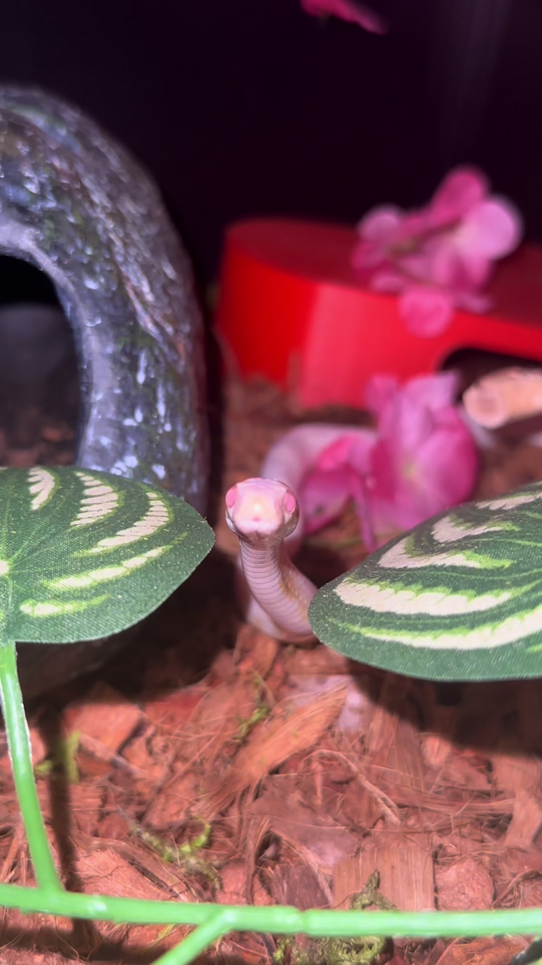 @Repti.snoot