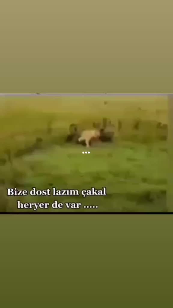 @Dadaş