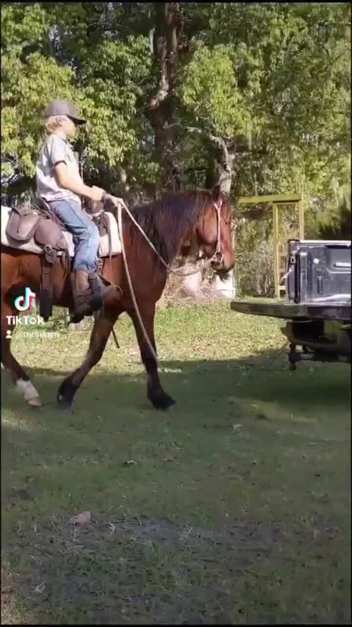 @Duyn Equine Horse Training