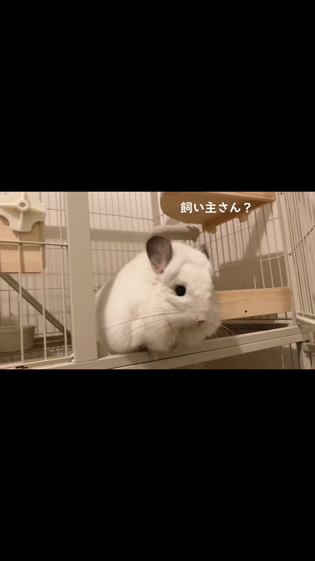 @アンゴラチンチラの雨くん