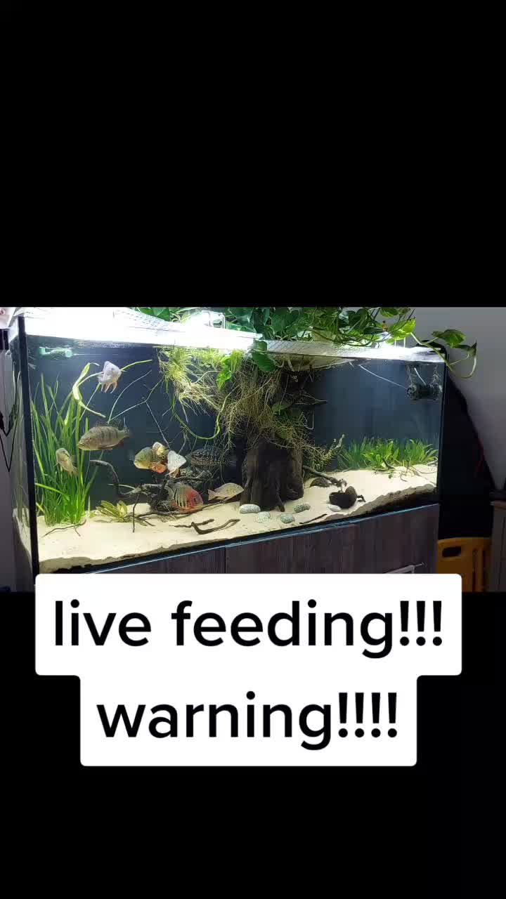 @South american cichlid