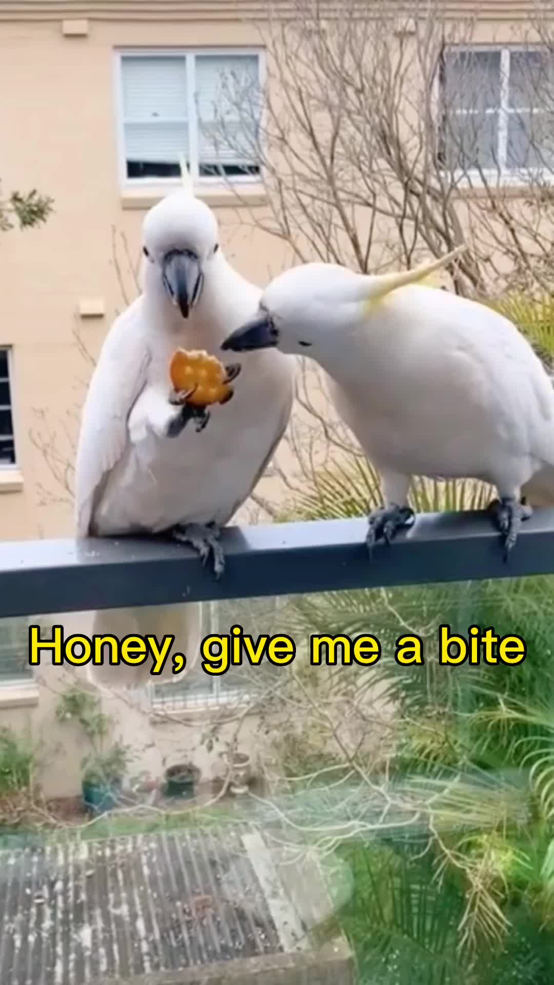 @eva