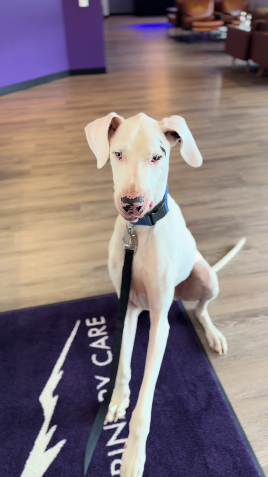 @Summit Veterinary Care