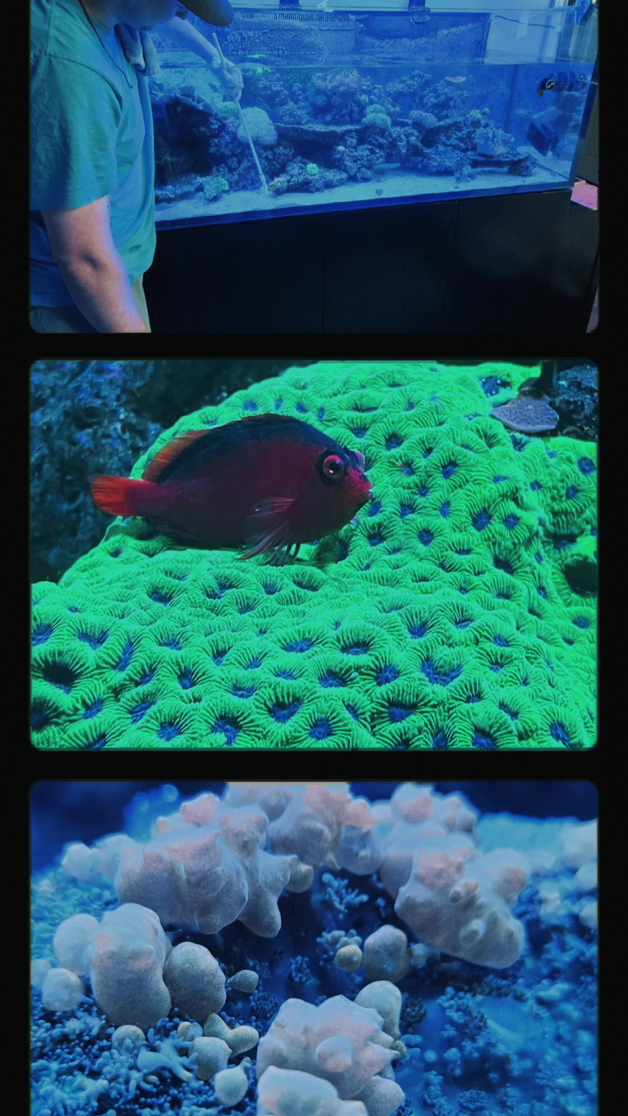 @aquarium_maintenance