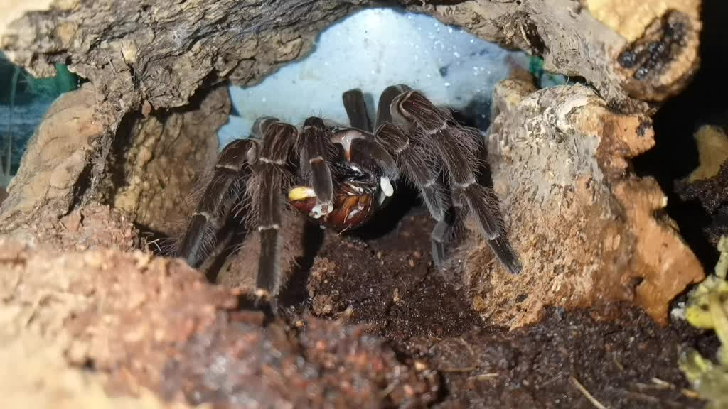 @angry_spider