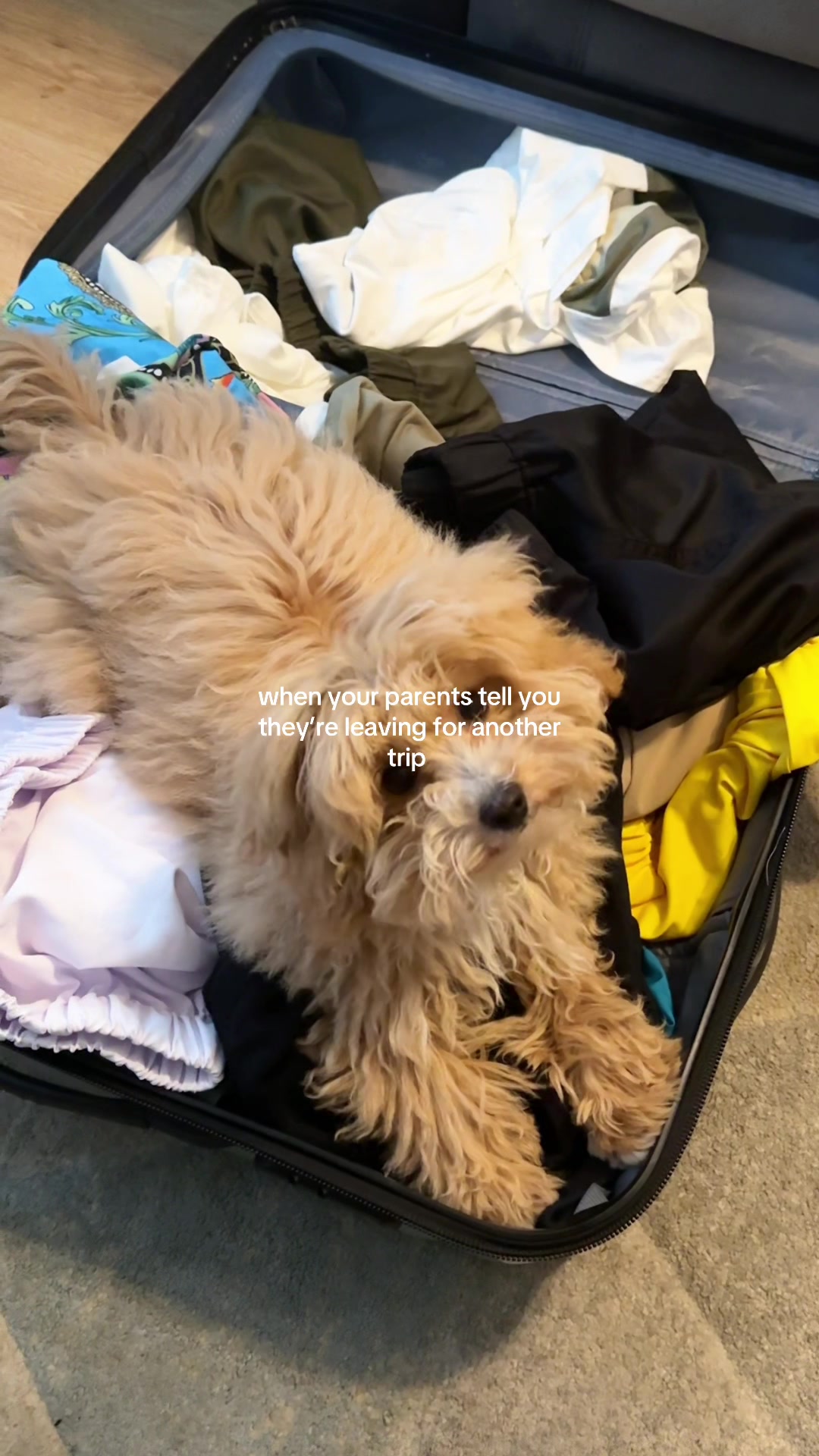 @Willow The Maltipoo