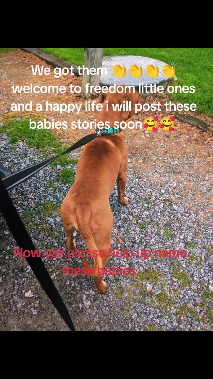 @dachshundclowning