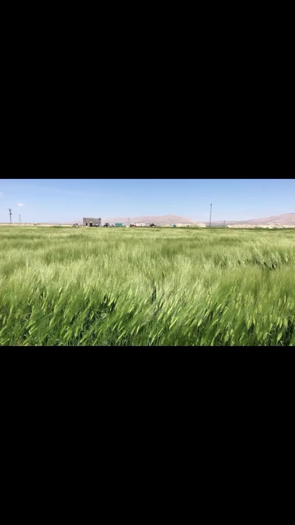 @Nafiz Genç