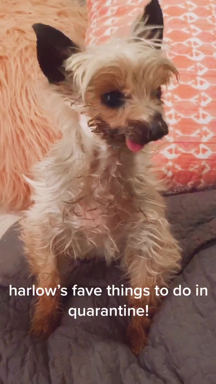 @Harlow the Yorkie