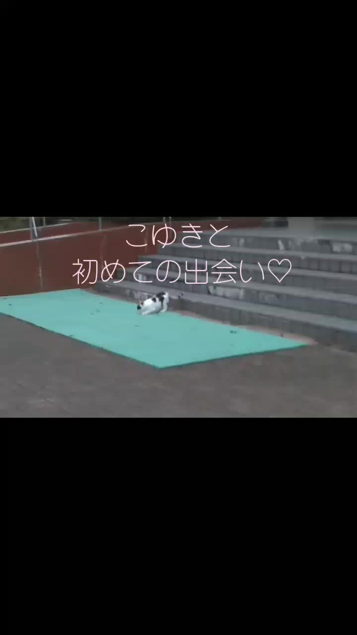 @こゆきチャンネル