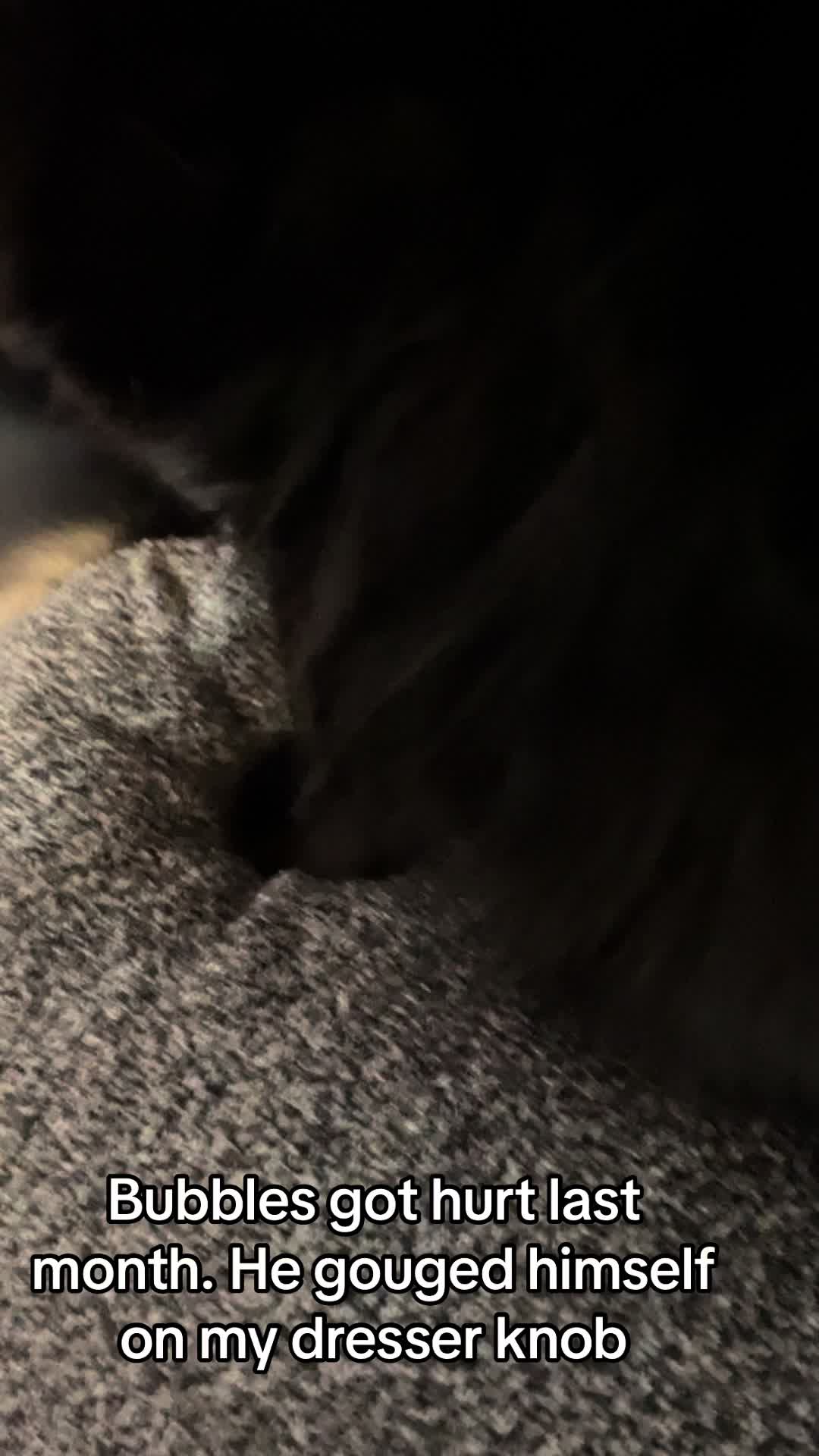 @jessicas_animals87