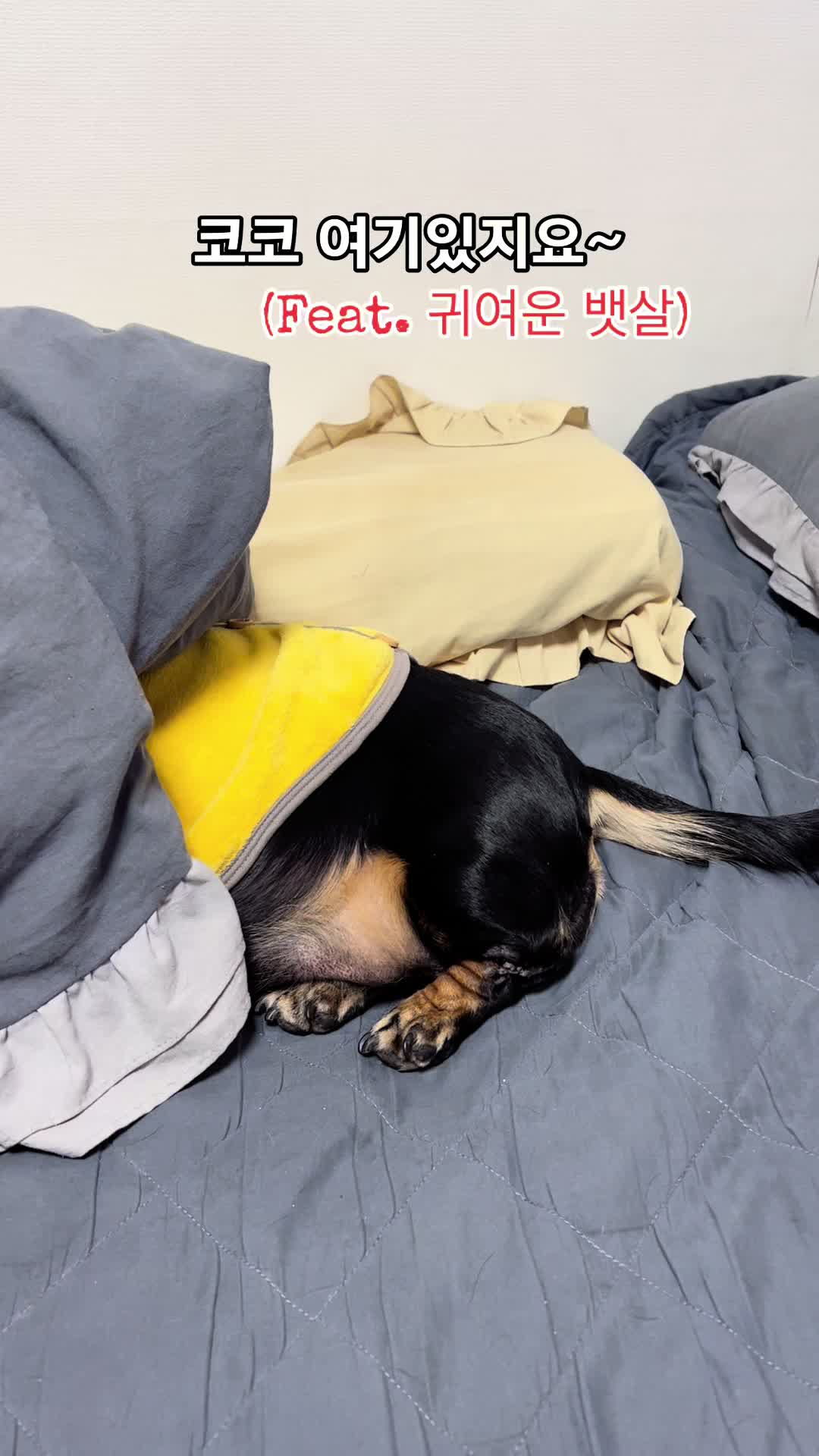 @코코대디