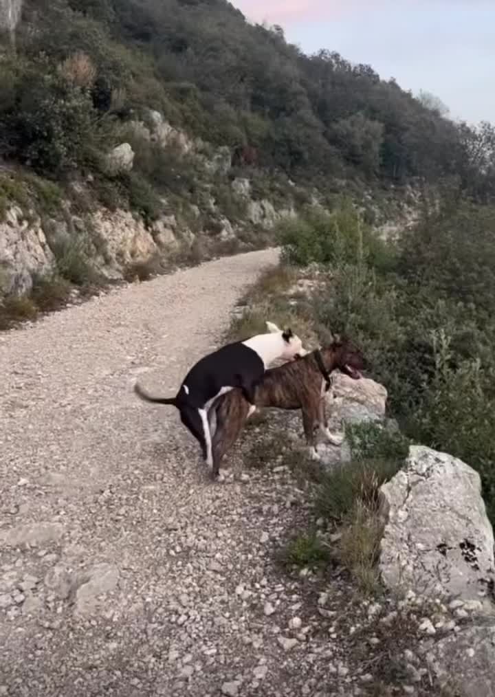 @memeclips692