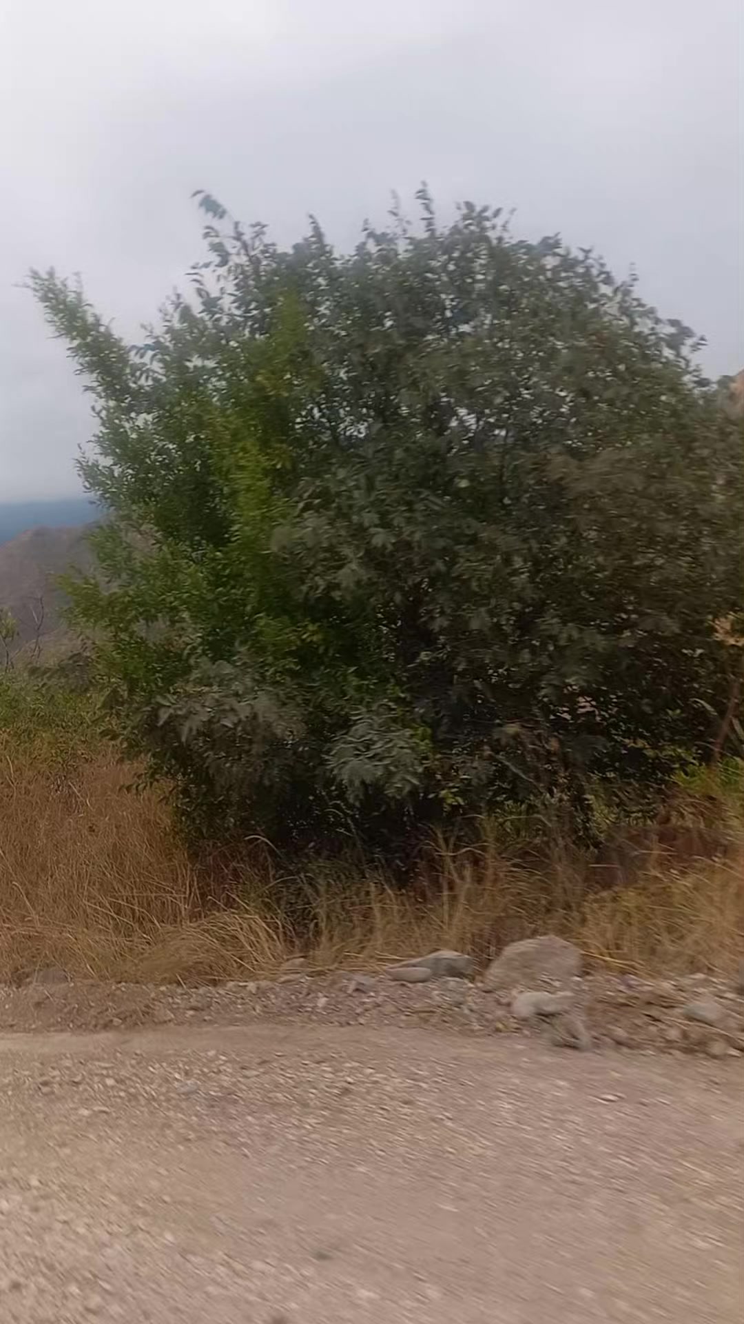 @TERANE NESİROVA