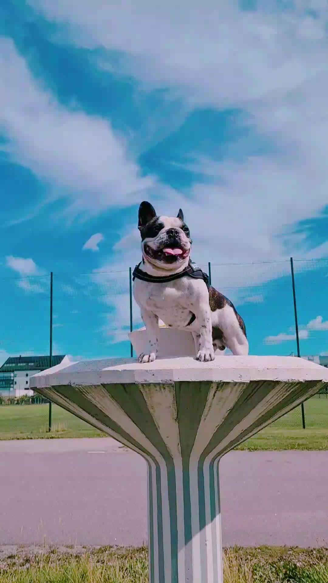 @odi_frenchie_