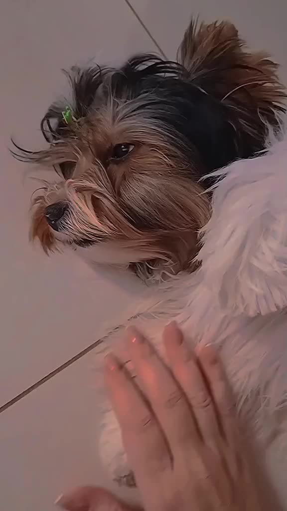 @Biewer Terrier World