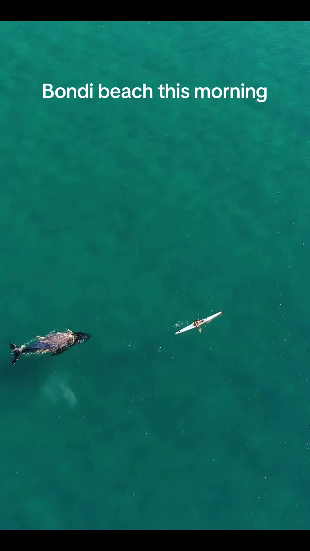 @Dronesharkapp