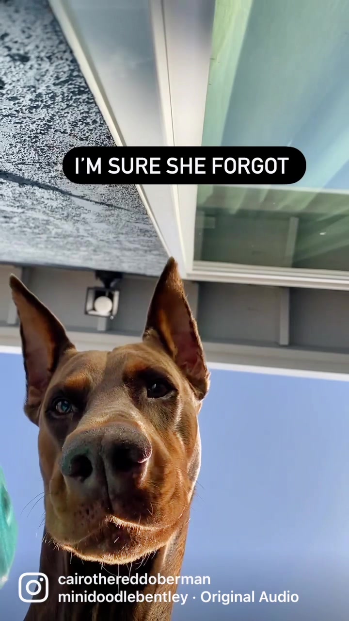 @Cairo the Doberman
