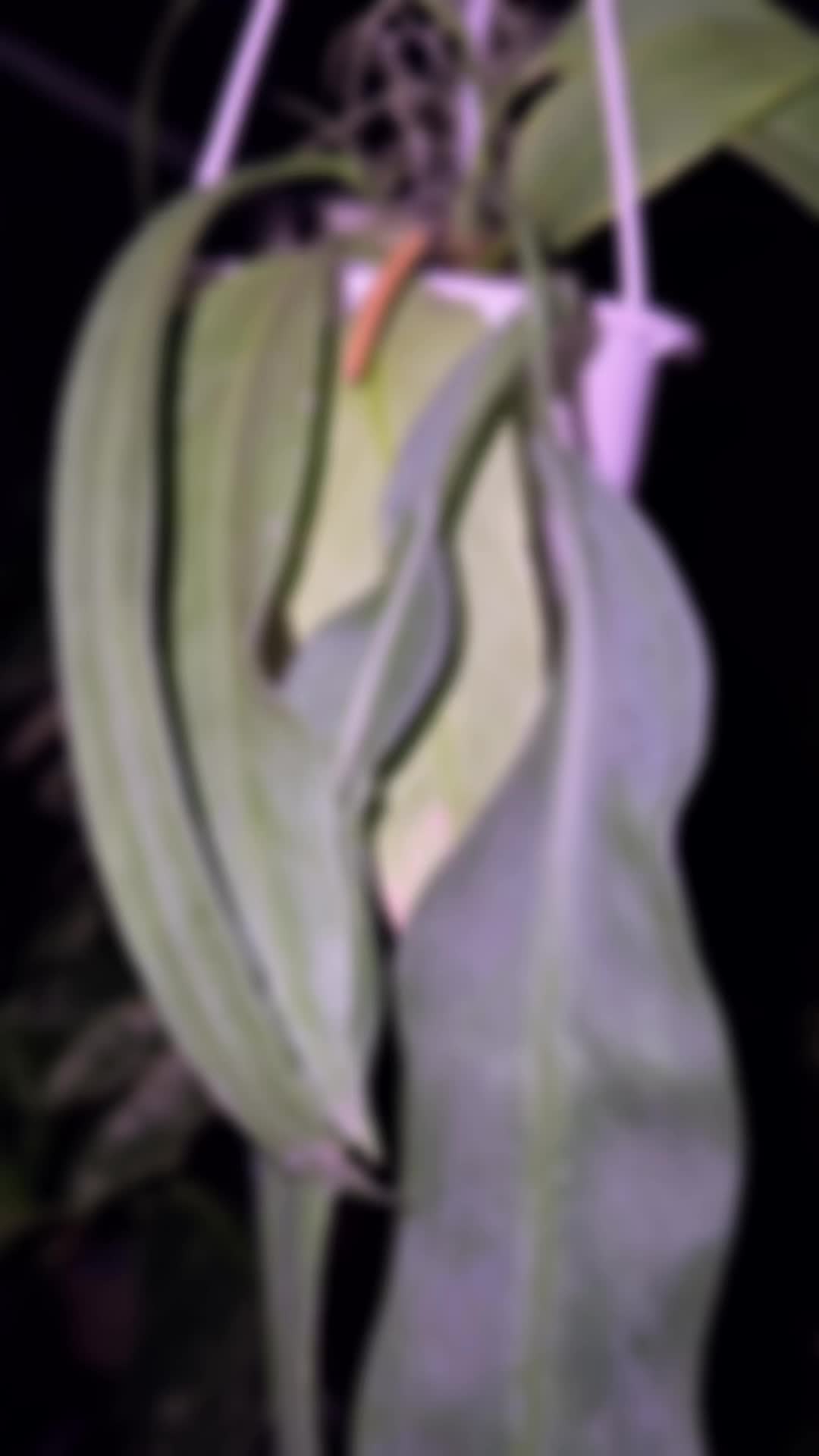 @Just_fishandplants