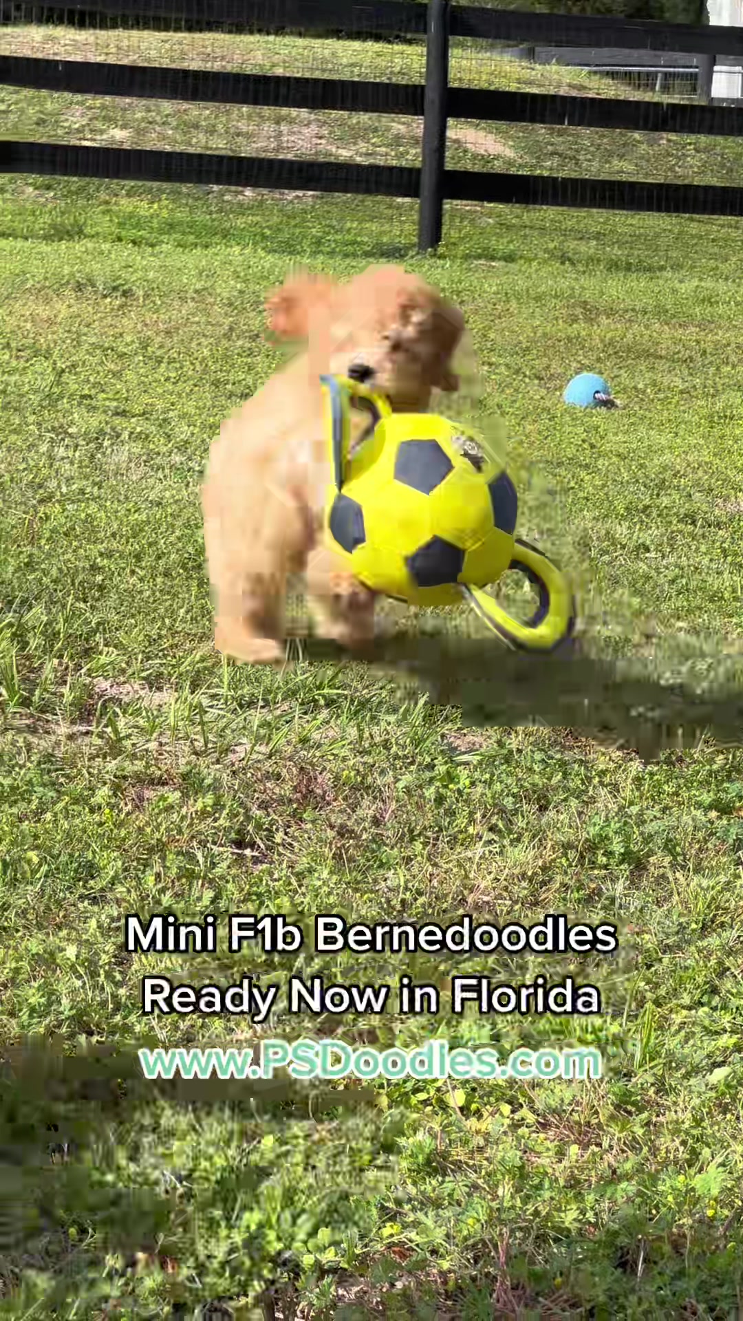 @Peachstones Bernedoodles