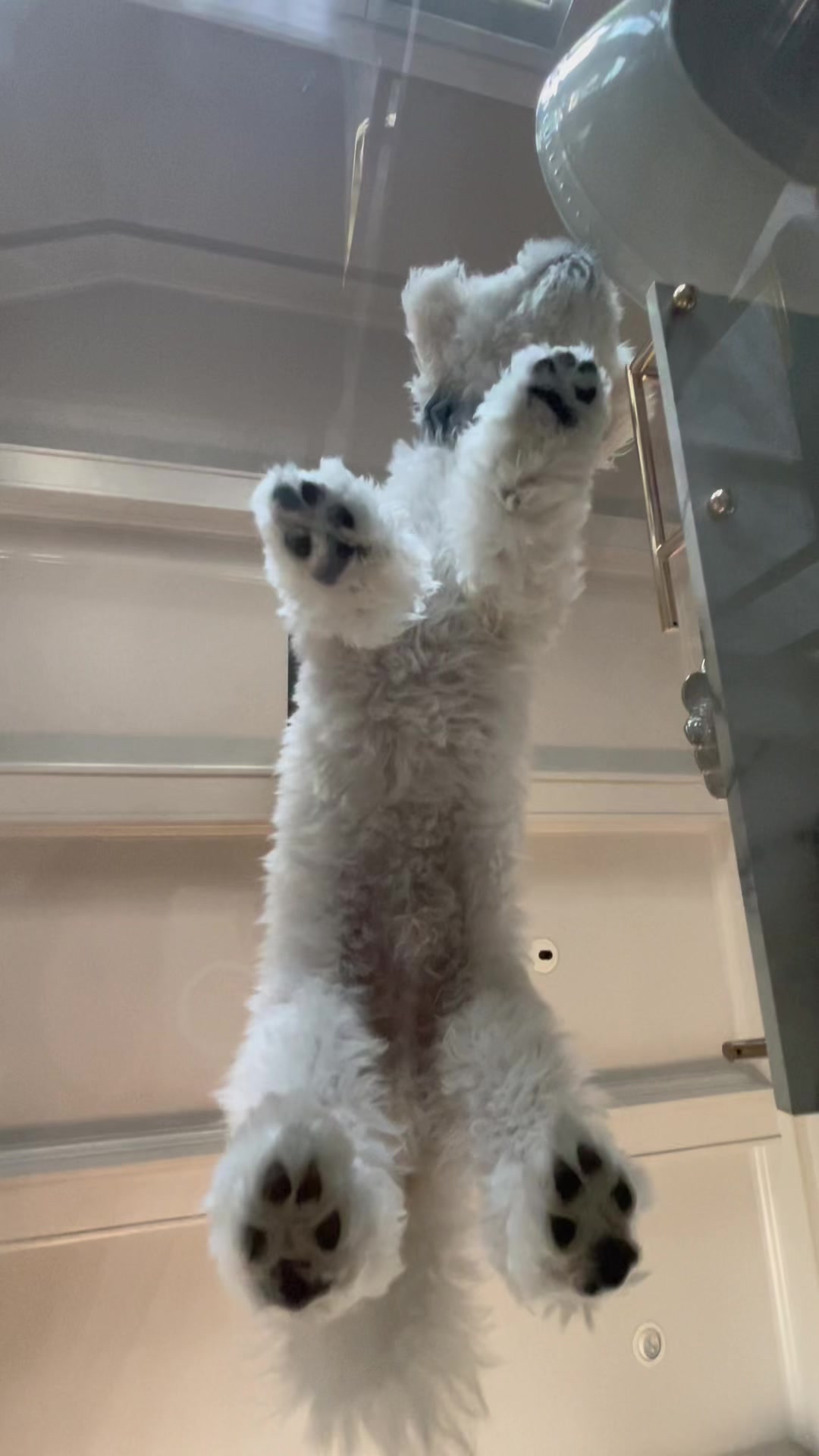@Cloud the Dog