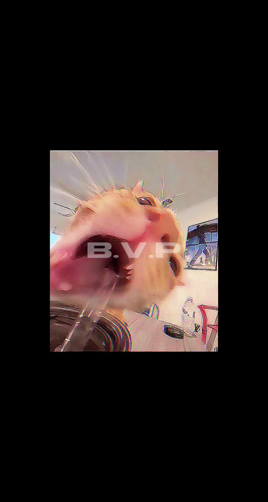 @Bolitas