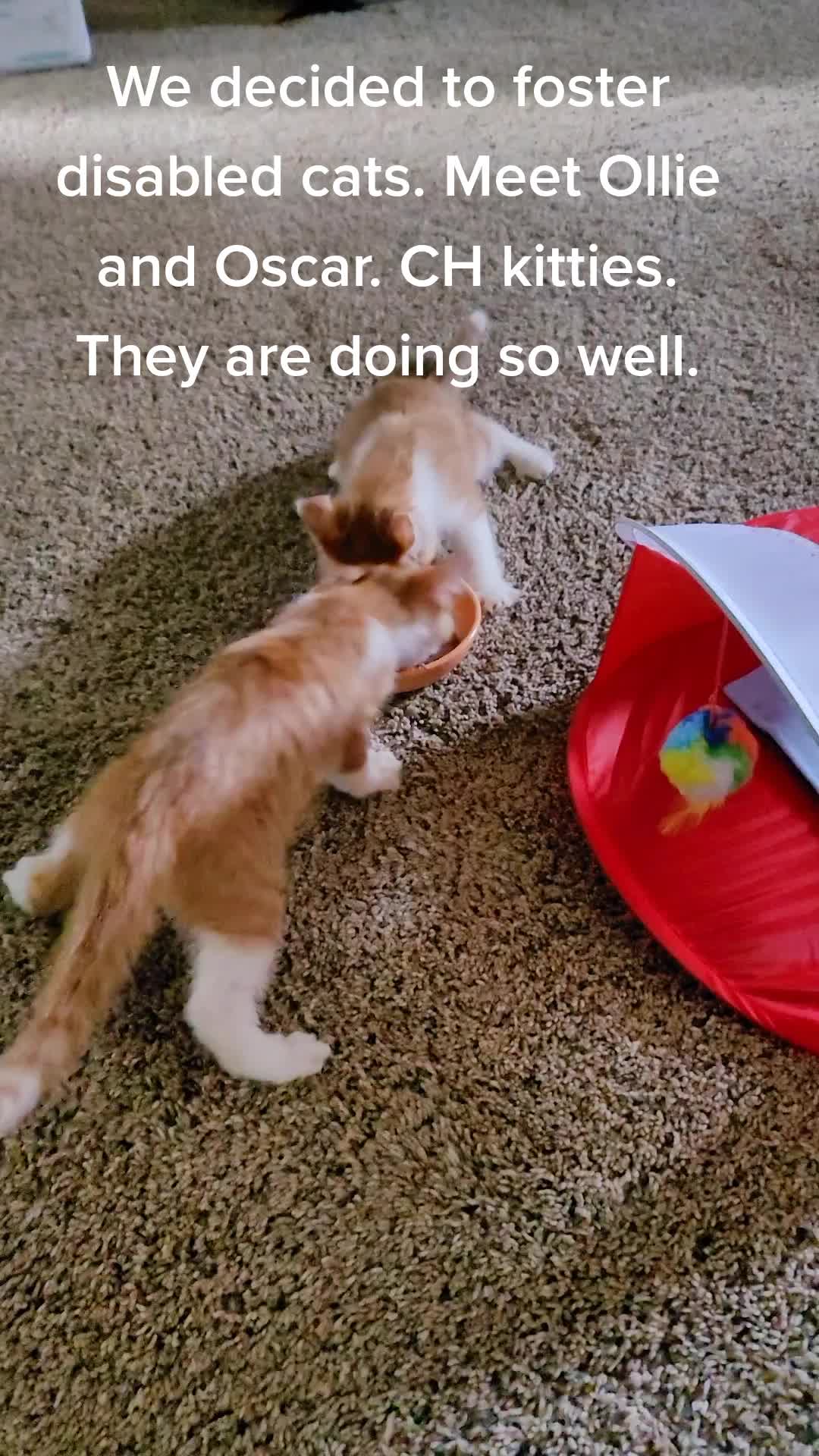 @Sophie the Blind Kitty
