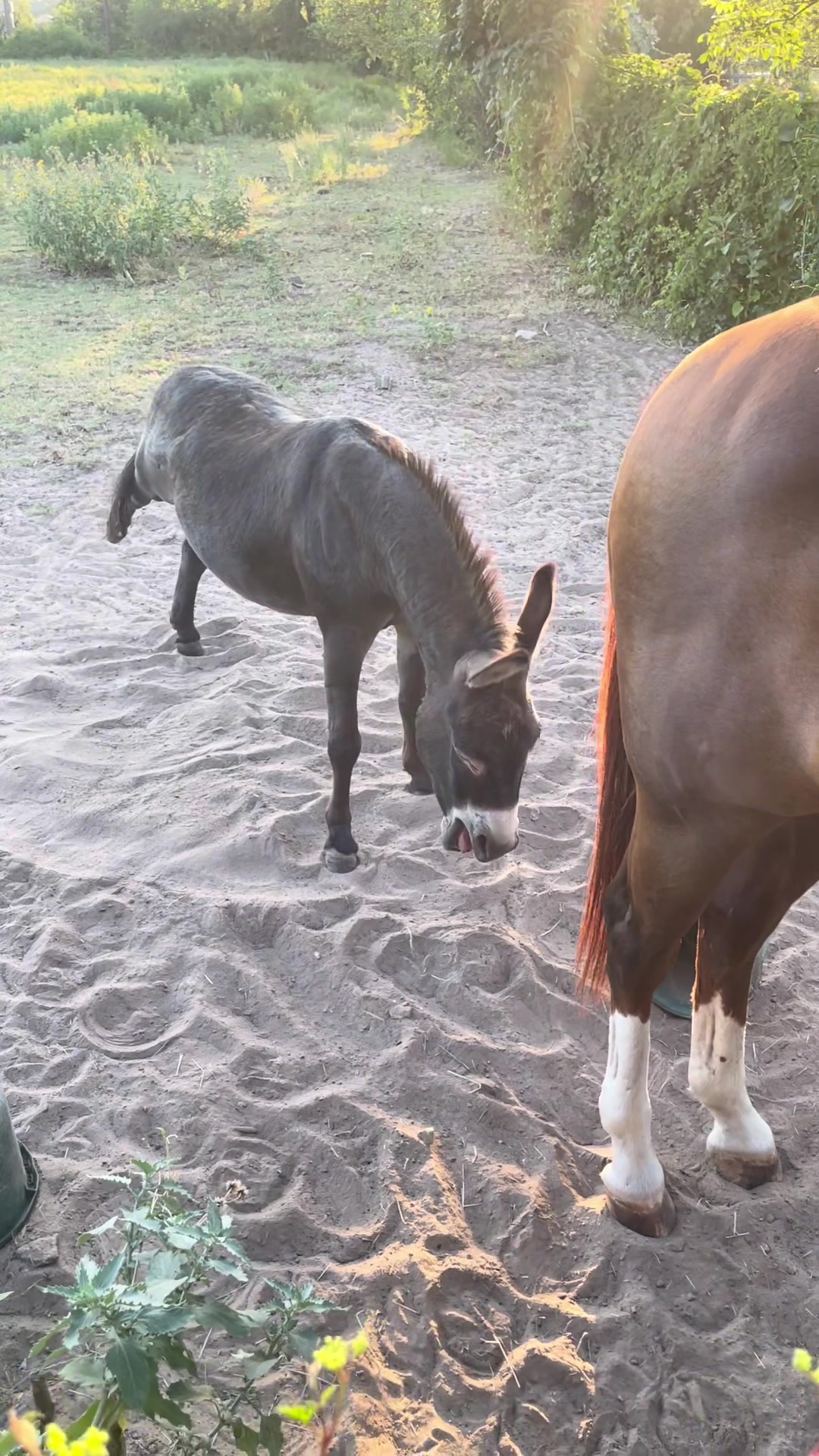@DonkeyDaily