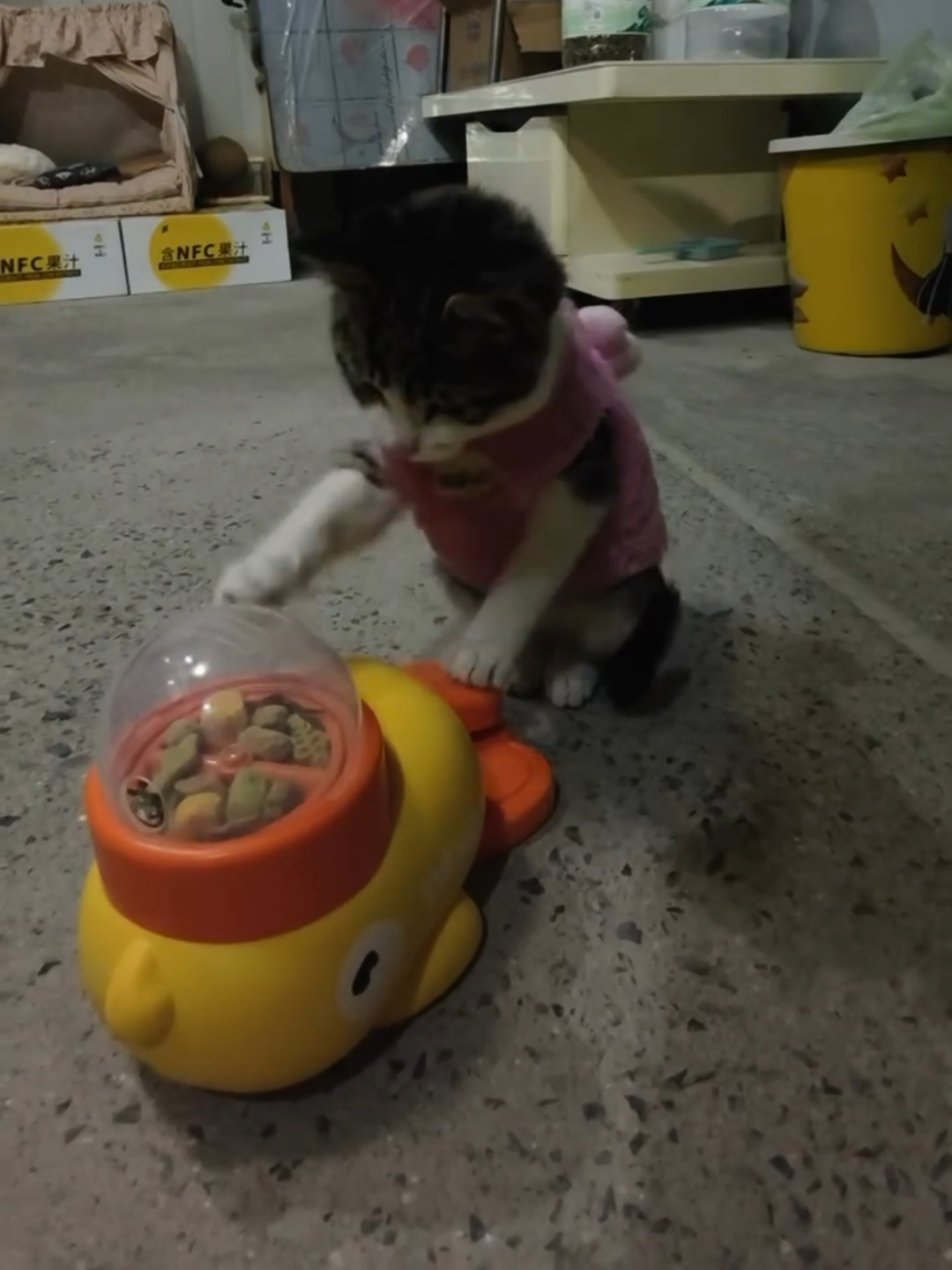 @Chonky World Of Cats