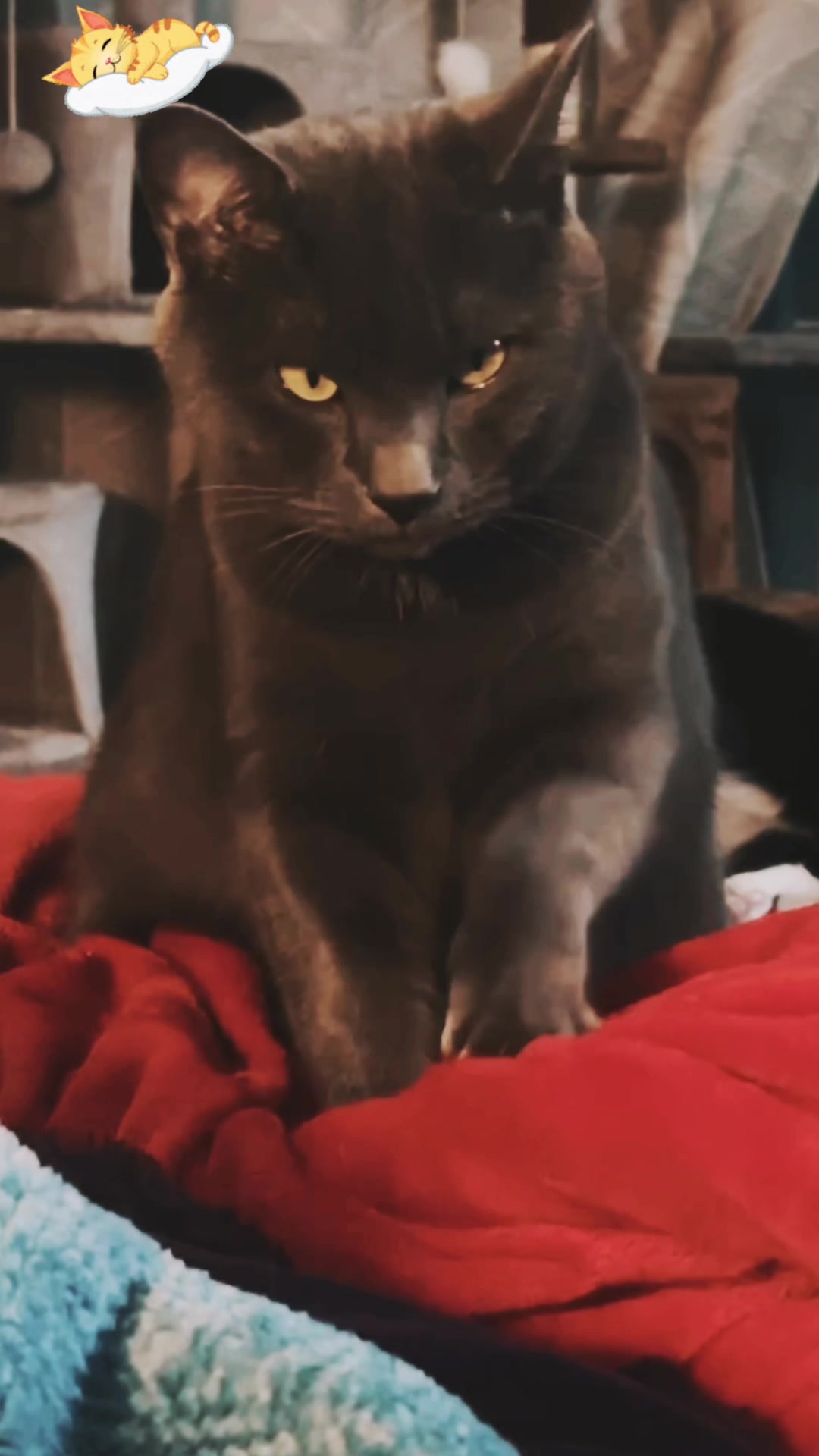 @PurrTayto