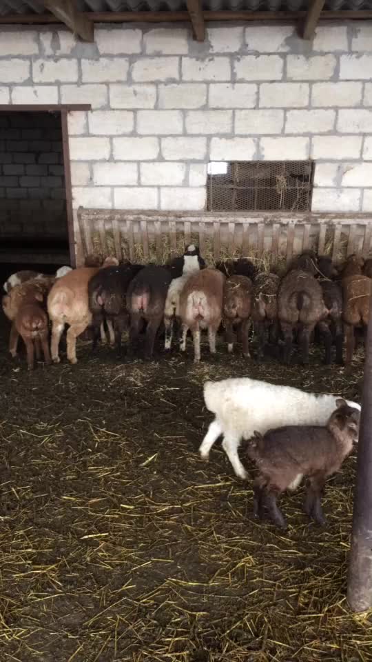 @Çöl.adamı