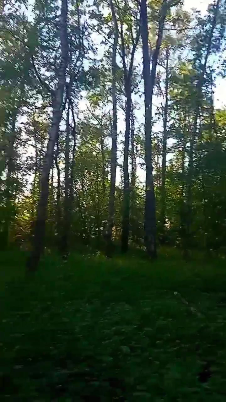 @🍄mushroom wilderness🍄