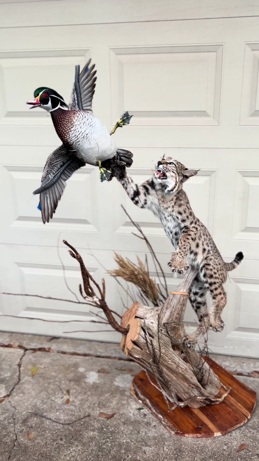 @Luke’s Wildlife Taxidermy