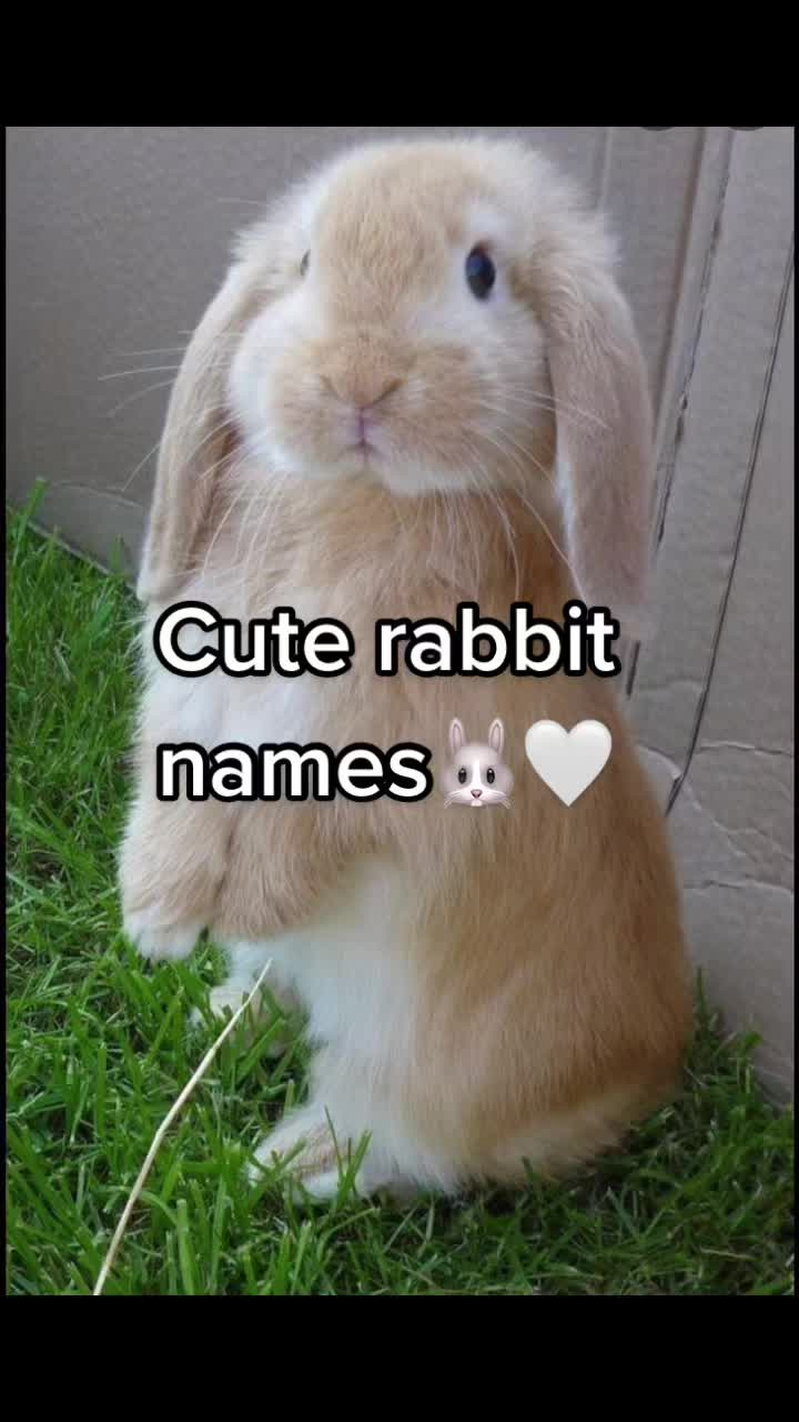 @Cute pet names
